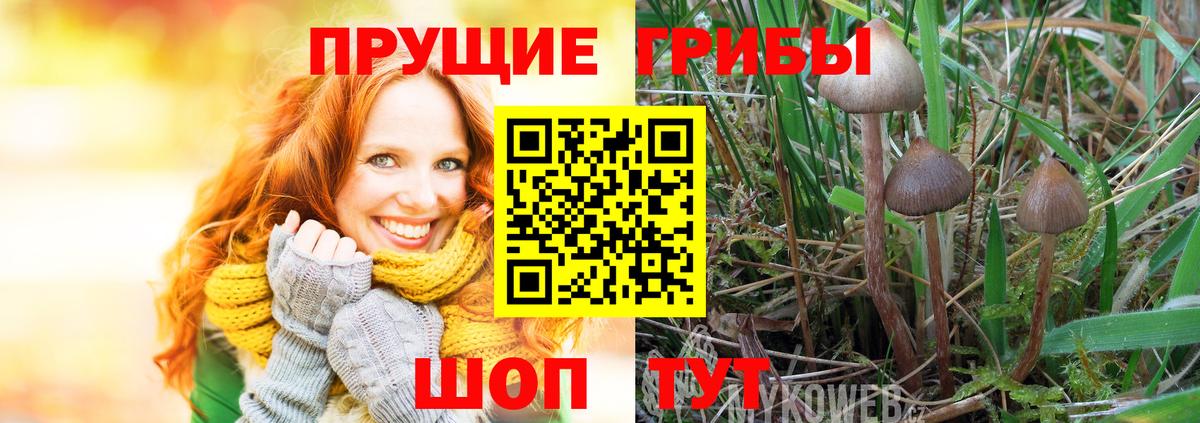 Псилоцибиновые грибы Psilocybine cubensis  Вход с VPN  Россошь  Галлюциногенные грибы прущие грибы 